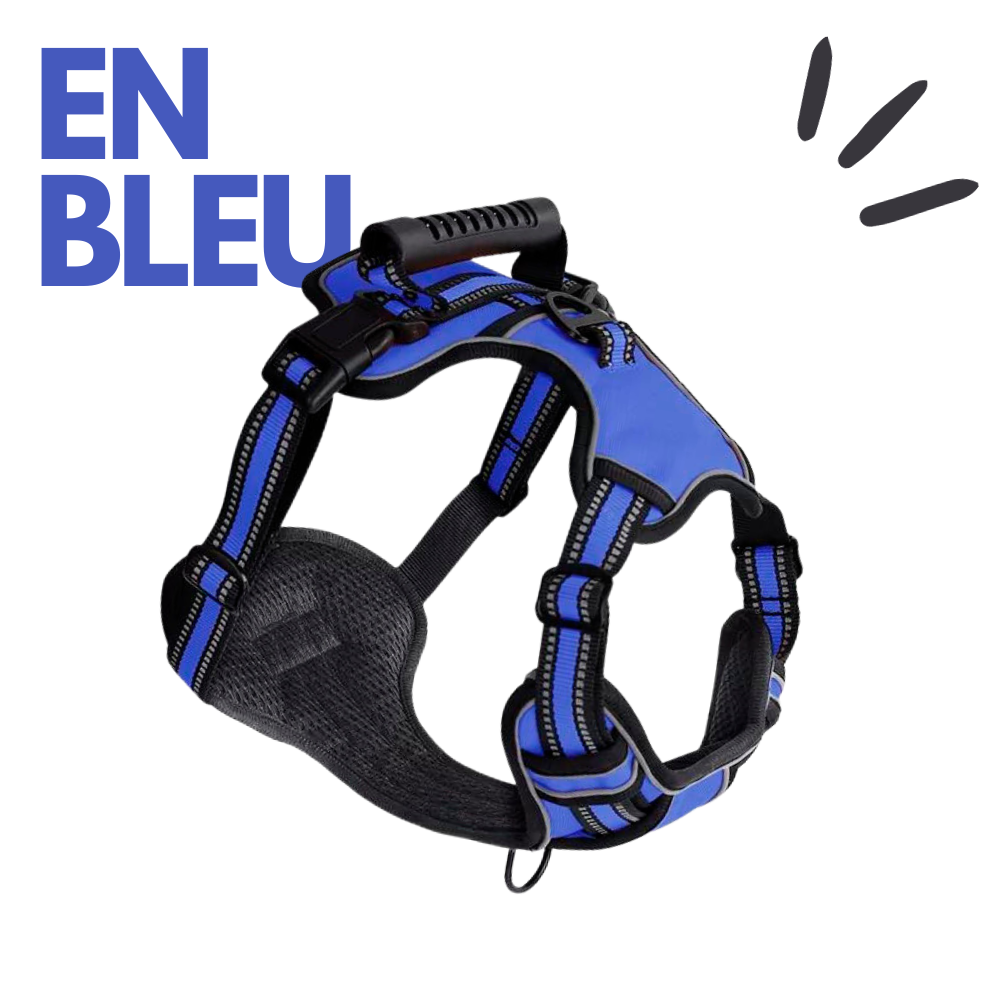 harnais éducatif en bleu pour chien Keleby